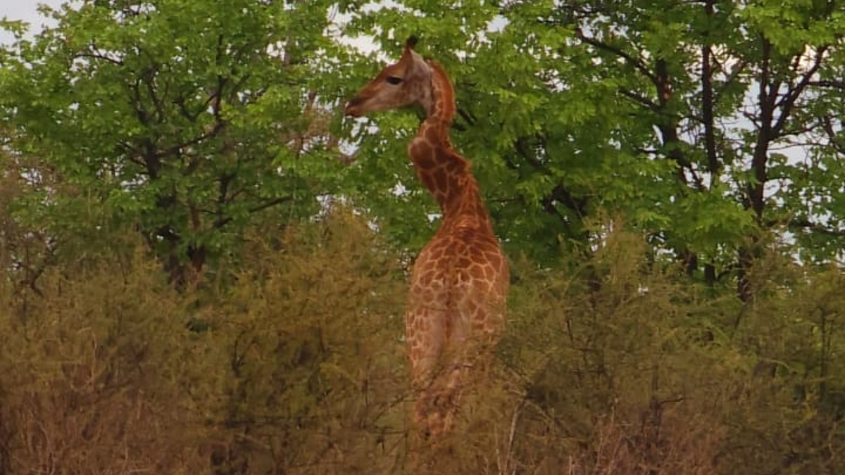  Severely injured giraffe with 'very twisted' zigzag neck spotted in South Africa 