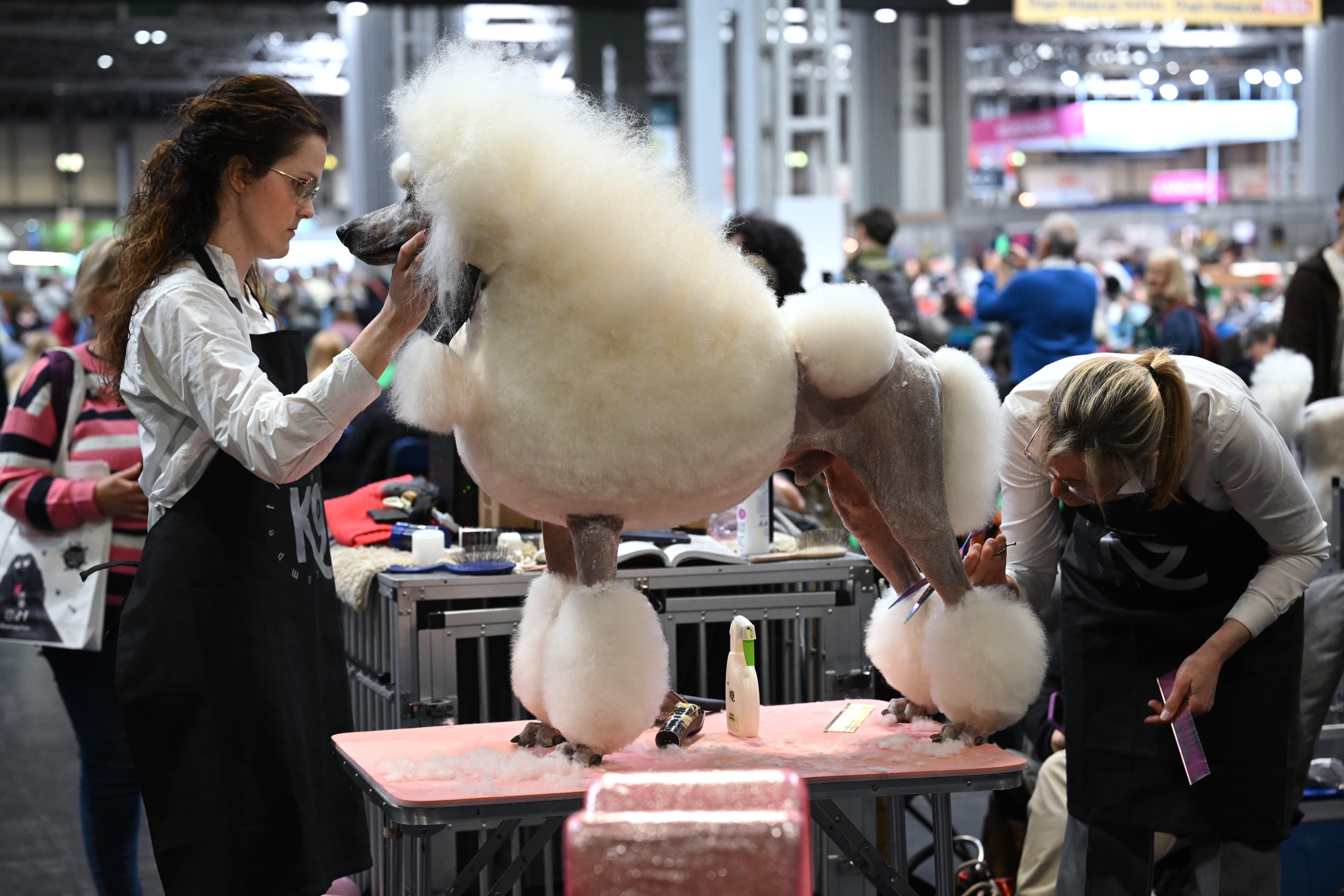 Two professional groomers carefully styling a standard poodle on a grooming table at a busy indoor dog show, trimming and shaping its coat into a sculpted show cut while spectators look on in the background.