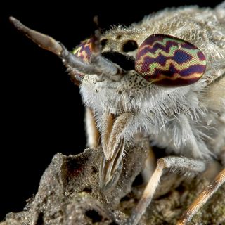 Miroslaw Swietek insect photography