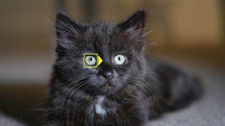 Black kitten with yellow AF box on left eye 