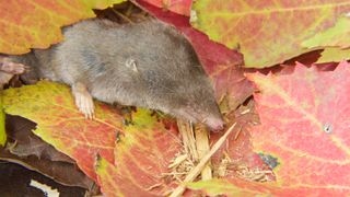 A northern short-tailed shrew is shown crawling across red and green leaves