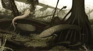amphibian illustration Brazil 