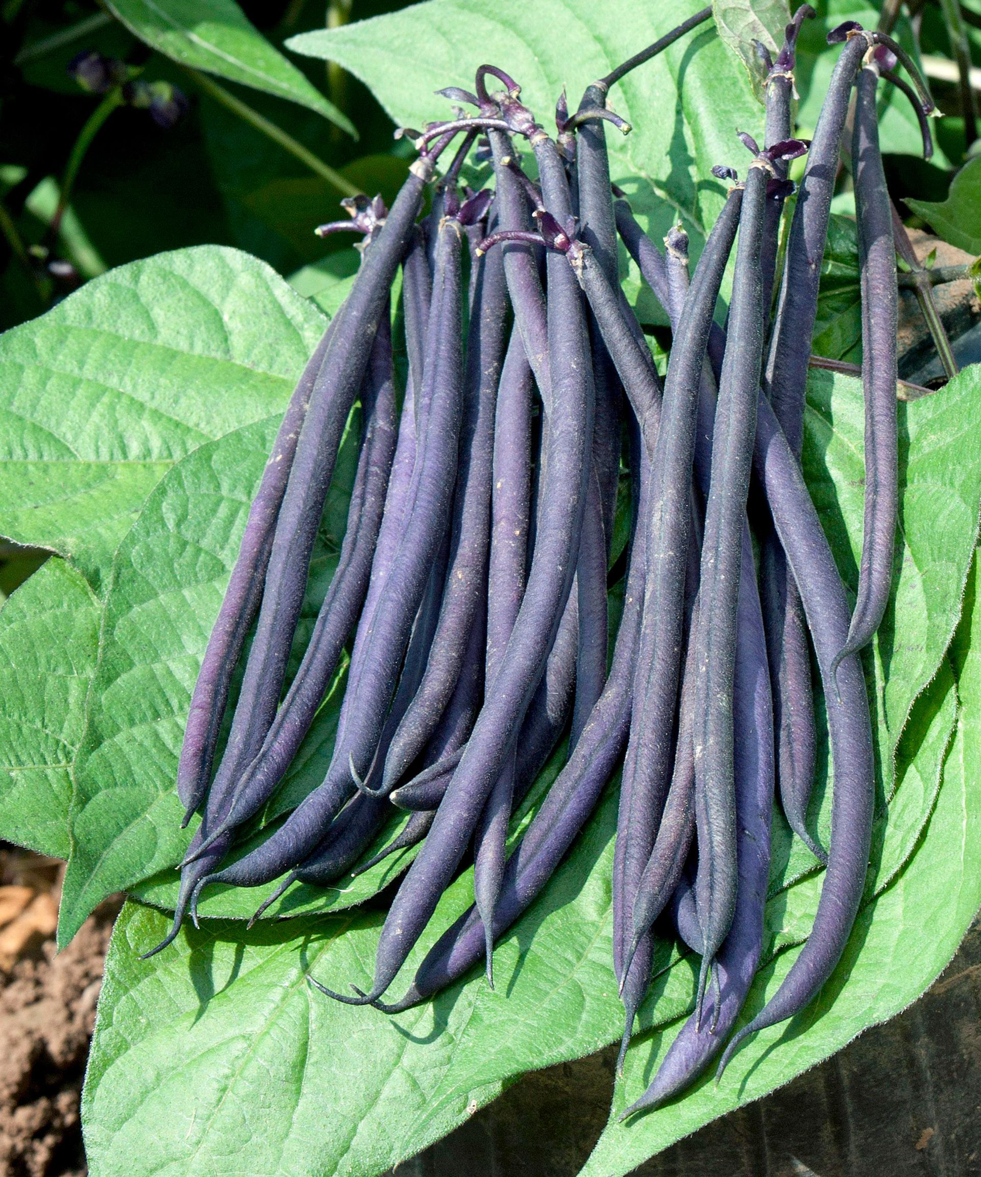 Vegetables to plant in July: 10 crops to sow and grow this month 2 Mistik French beans freshly harvested