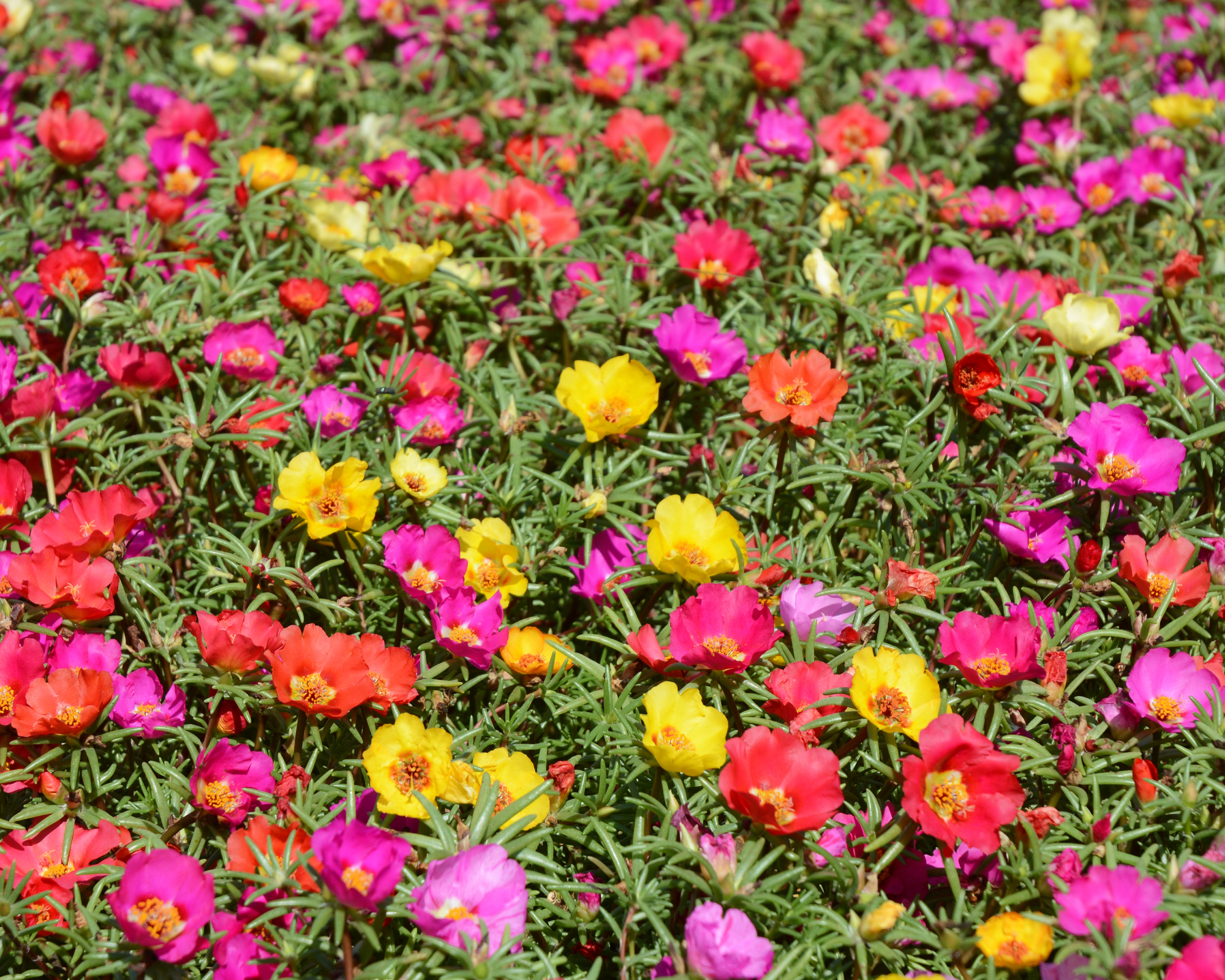 Moss rose Portulaca grandiflora flowers growing in garden