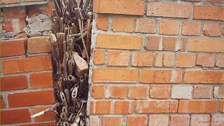 Japanese knotweed destroying wall