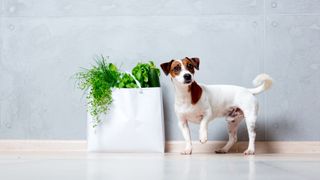 Jack Russell Terrier next to bag of groceries containing herbs