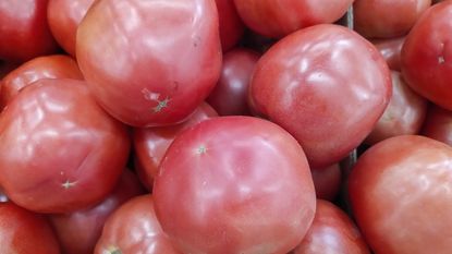 pile of fresh harvested pink tomatoes 