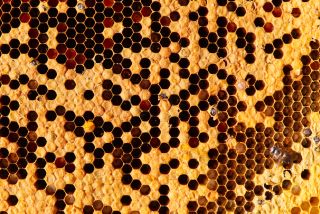 Honeybee hive