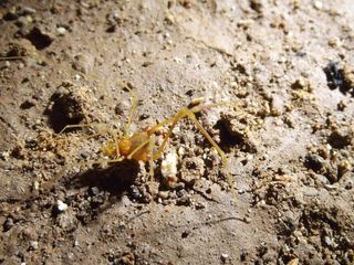 The Smeagol arachnid.