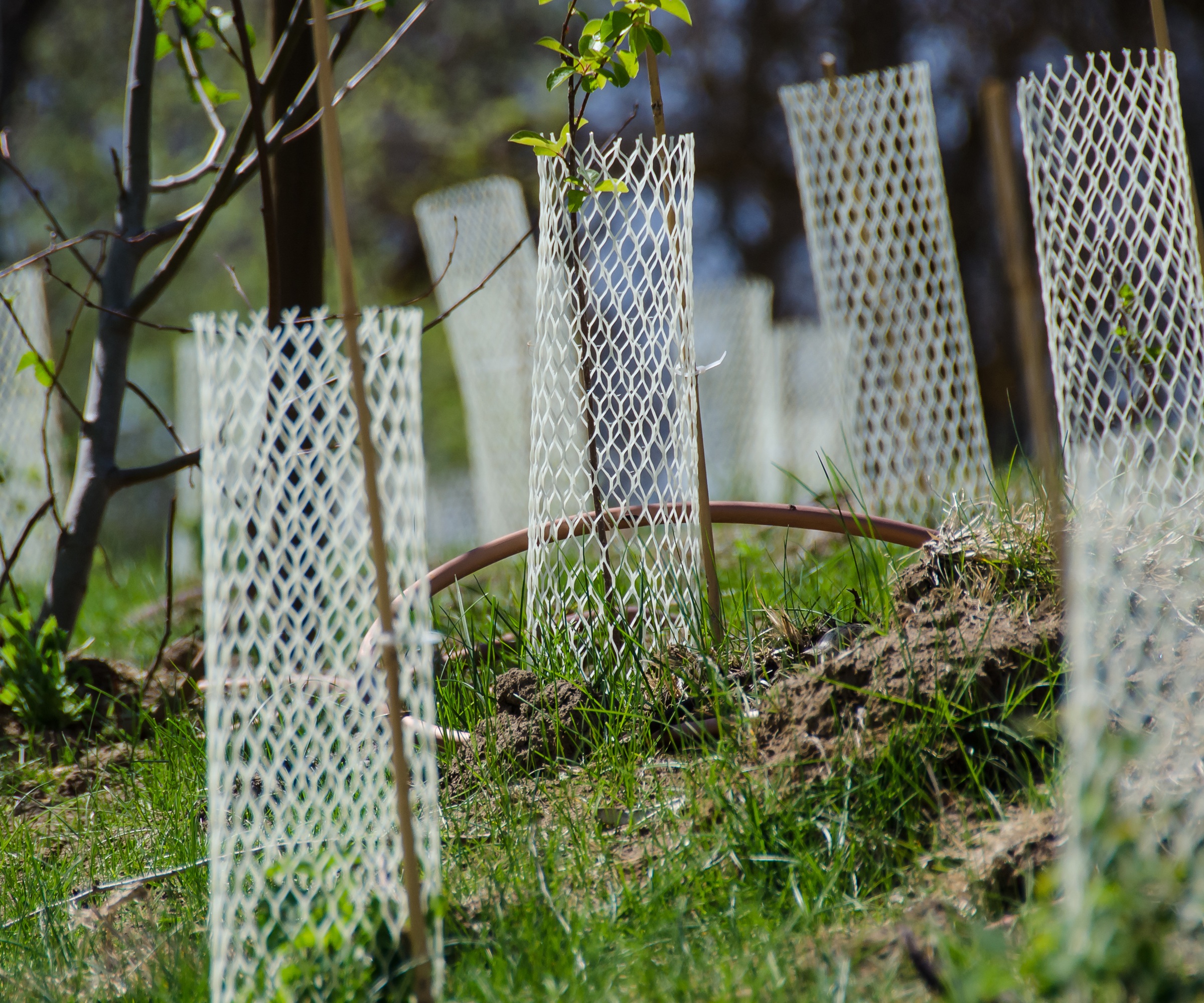 Tree guards, squirrel damage