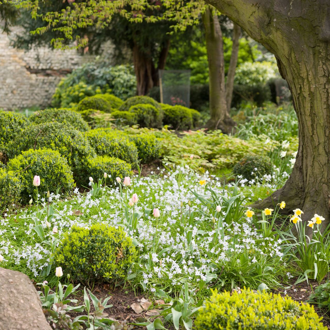 Tulip, daffodil and Ipheion uniflorum bulbs, plants growing in a landscaped garden. 