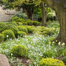 Tulip, daffodil and Ipheion uniflorum bulbs, plants growing in a landscaped garden.