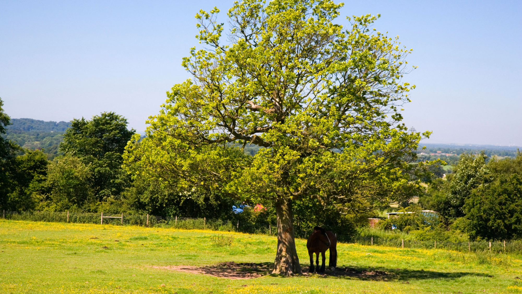 a horse stands under the shade of a large tree on a warm summer day