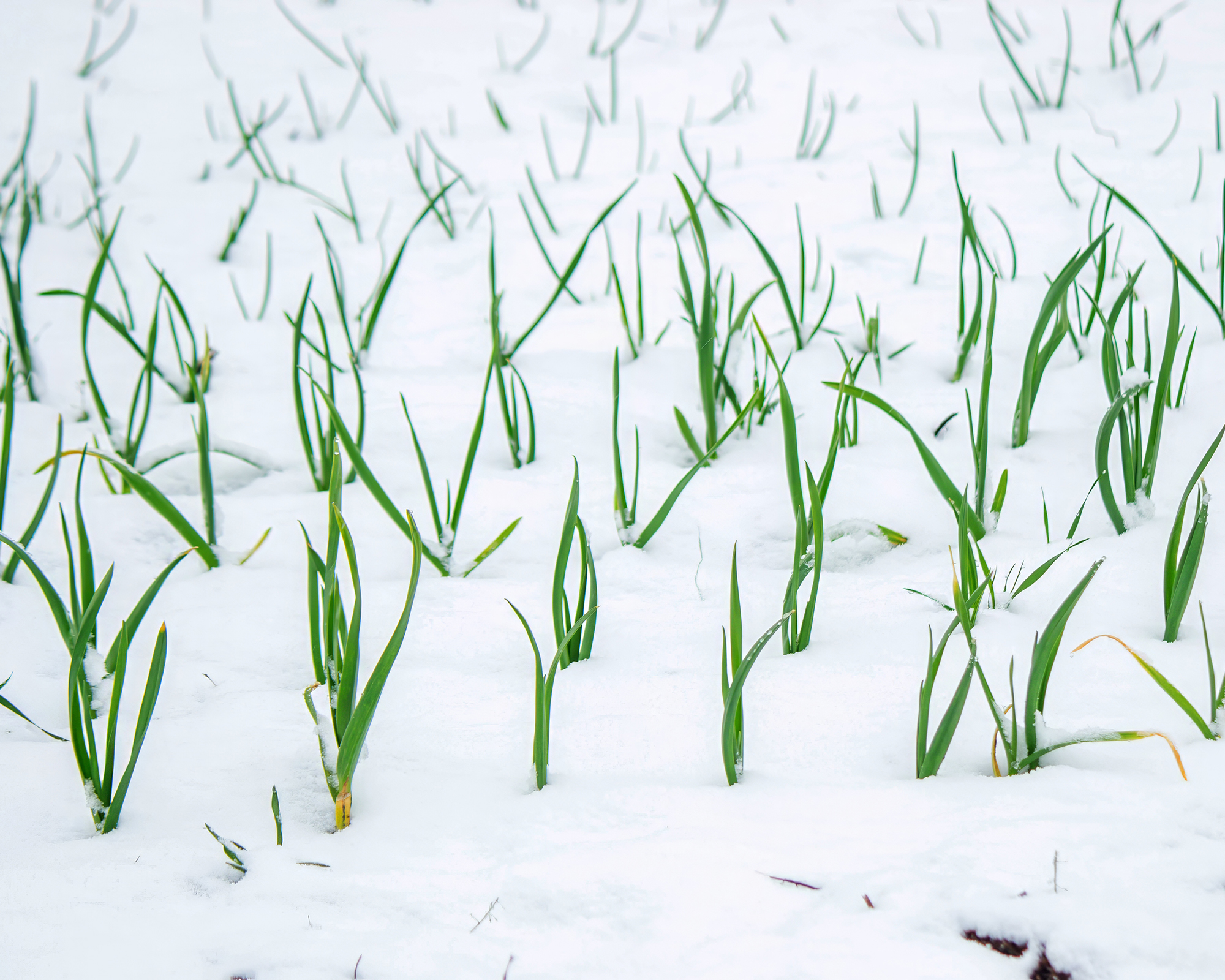 Onions covered with snow in the garden