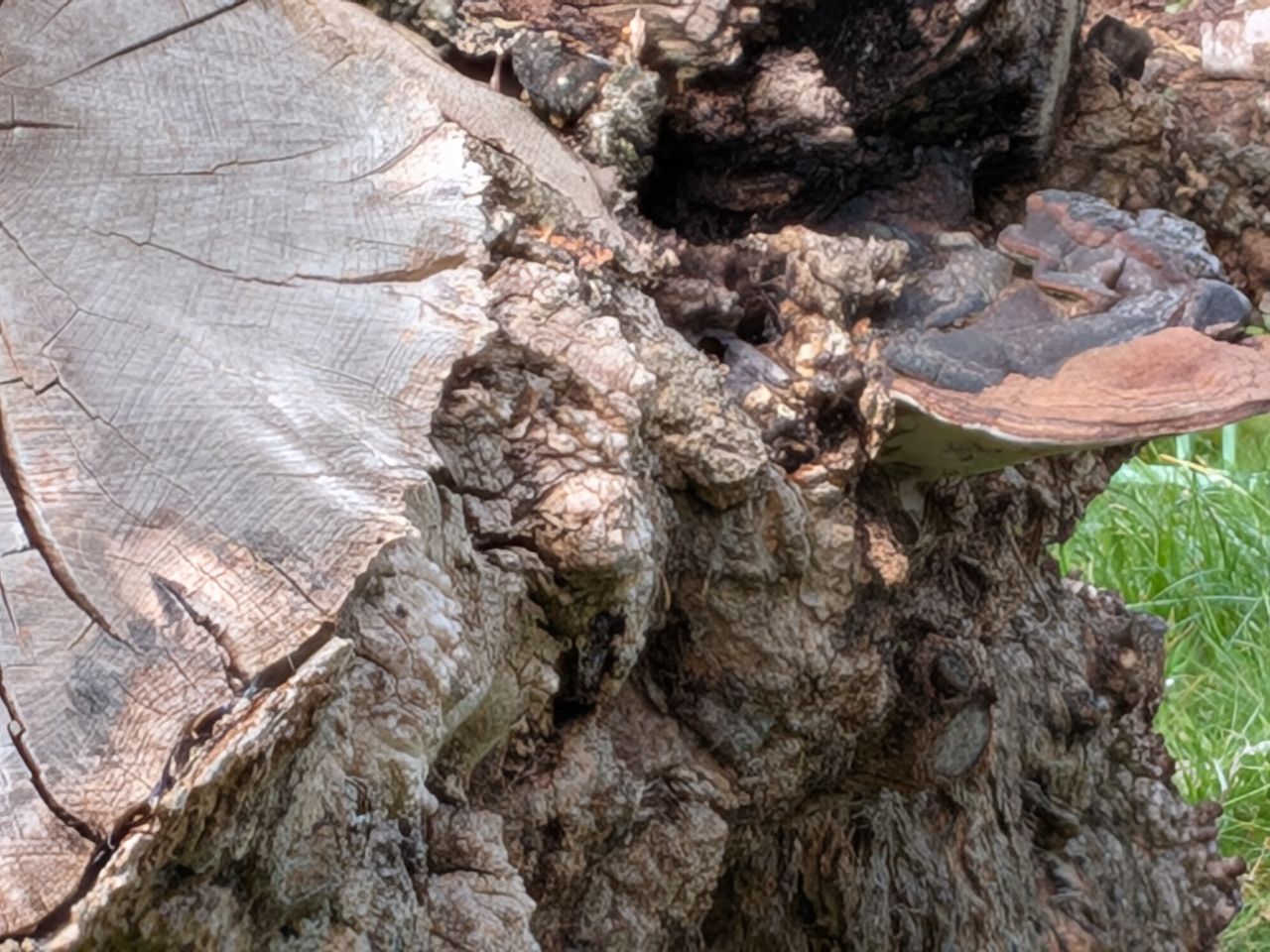 google pixel 9a vs google pixel 8a photo shootout - pixel 9a 8x zoom