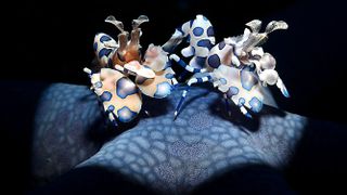Two harlequin shrimps sit on a blue sea star.