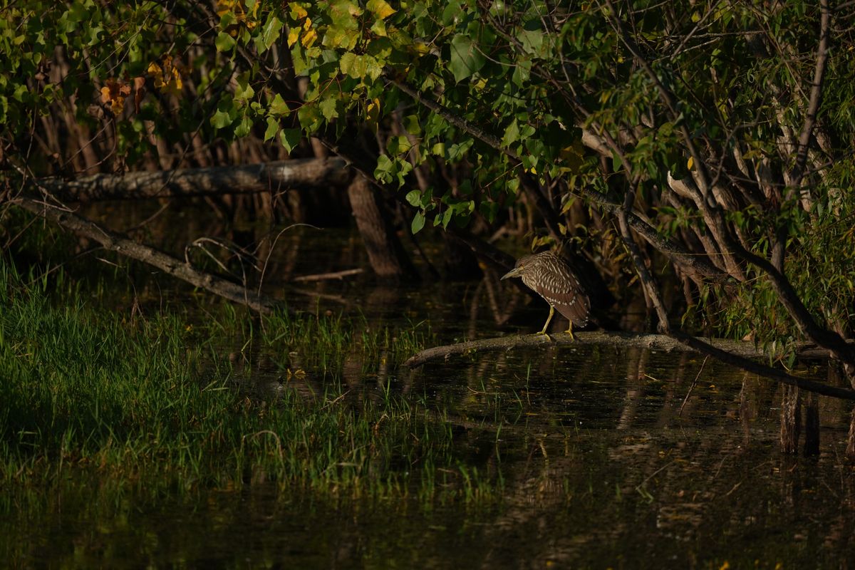 Image sample from the Sony FE 600mm f/6.3 GM OSS