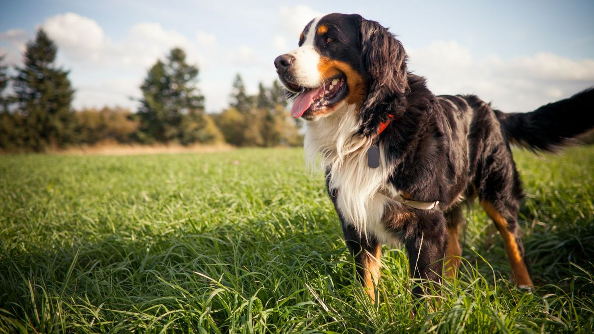 Bernese Mountain Dog standing in the grass