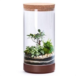 Clear Glass Houseplant Terrarium Planter, 6