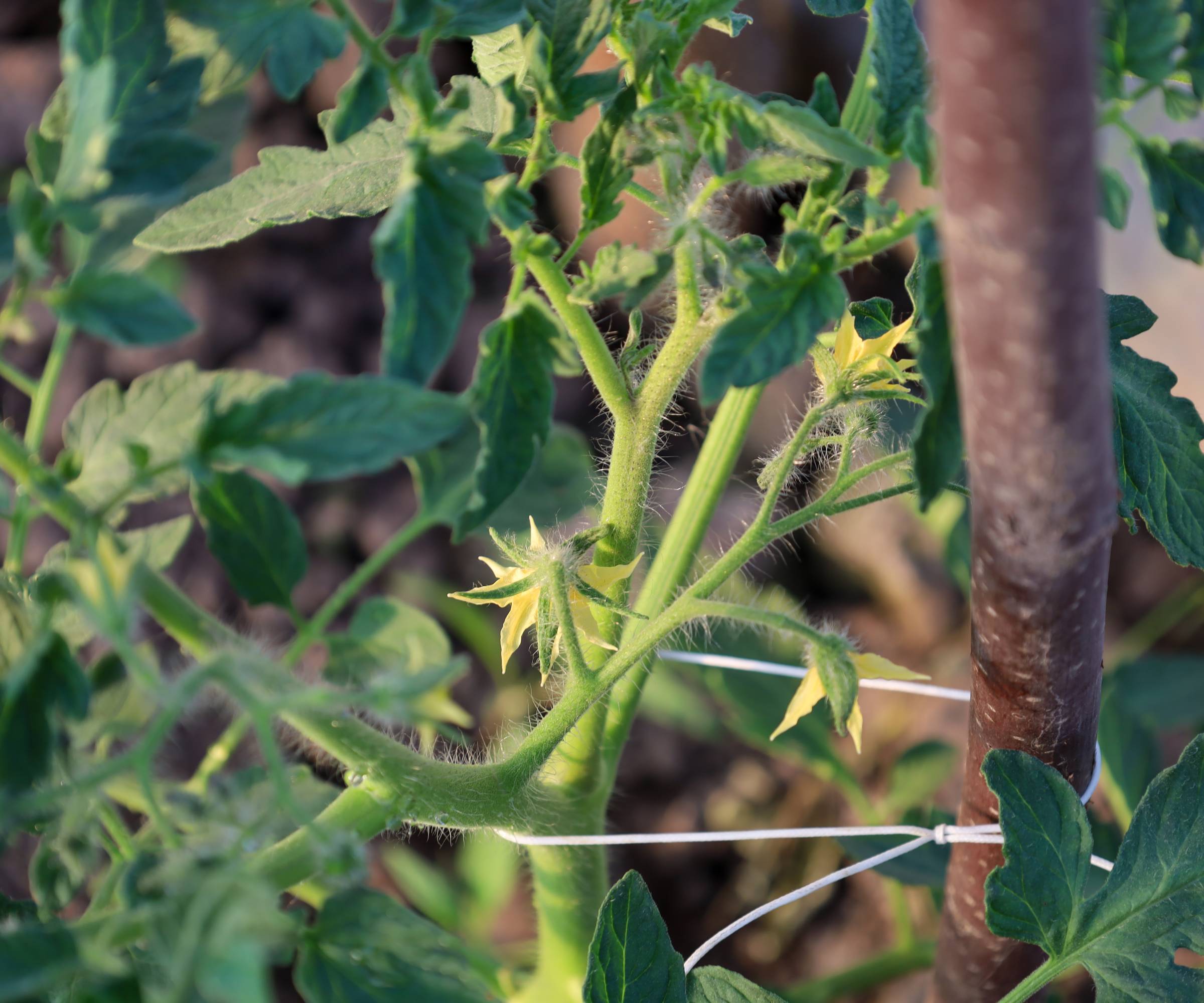 A tomato plant tied to a support with string