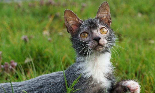 Lykoi