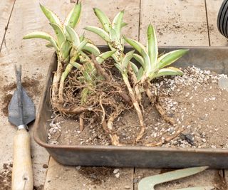 agave pups in a tray