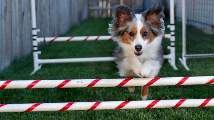 backyard ideas for dogs