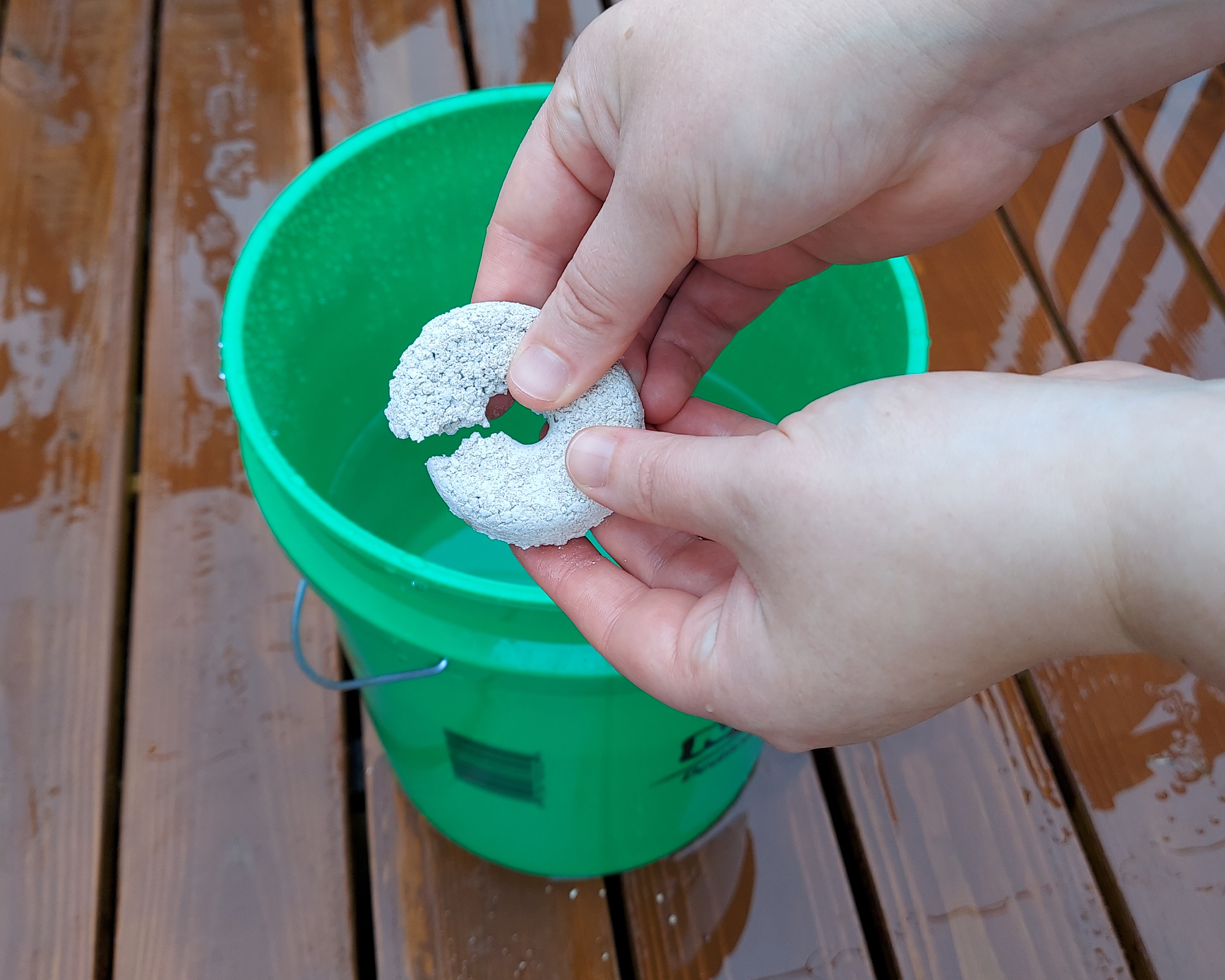 Gardener breaks mosquito dunk in half to put in mosquito doom bucket