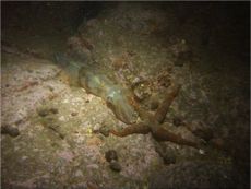 Loligo squid