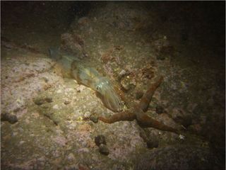 Loligo squid