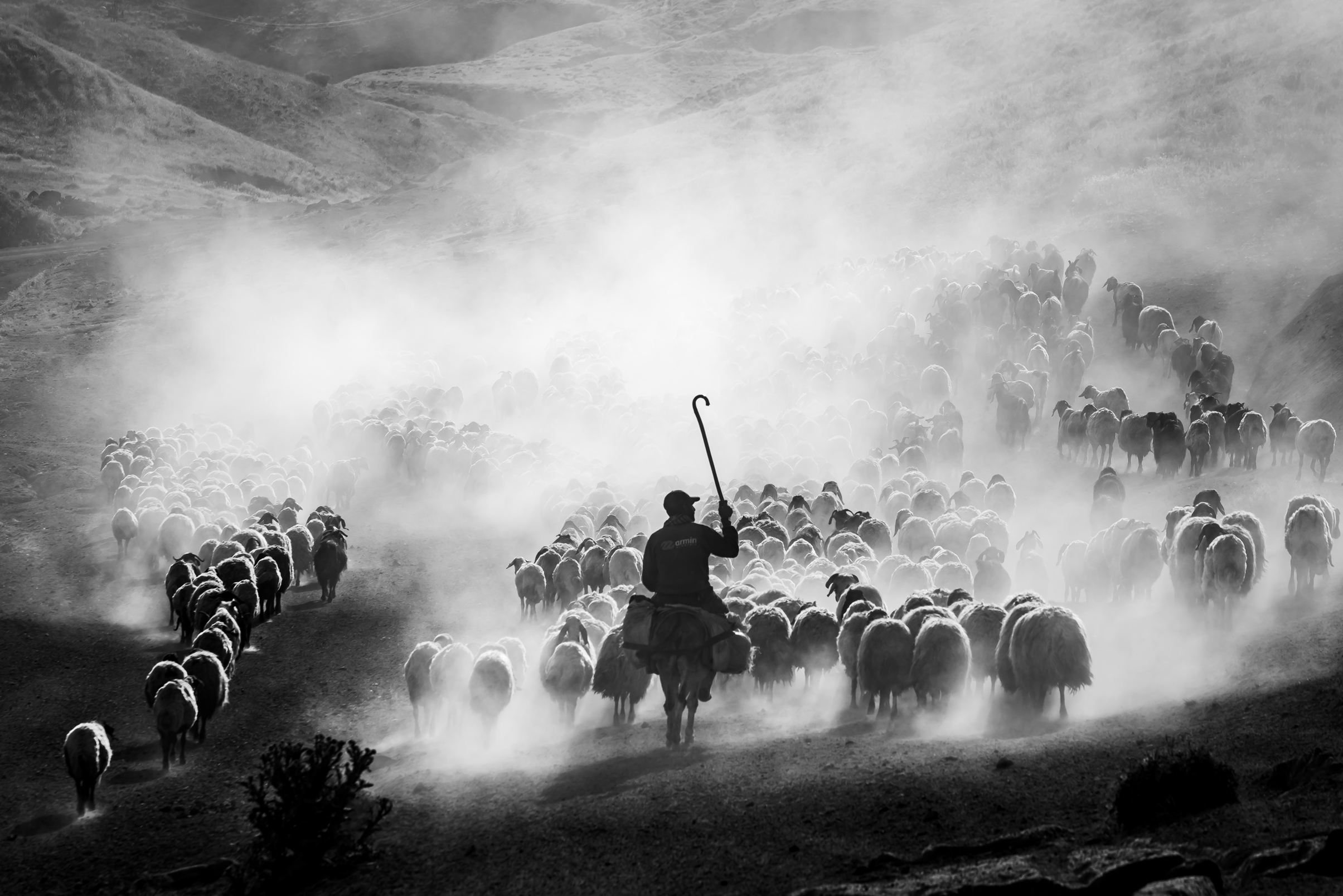 Black and white image of a shepherd on horseback guiding a large flock of sheep through a dusty, mountainous landscape