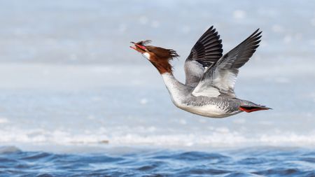 Female common merganser bird in flight over water with a fish in its beak against a blurred background