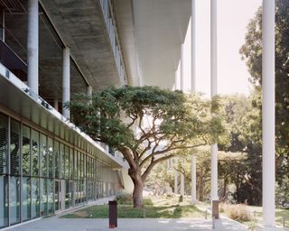 South gardens featuring a large tree within the building's design