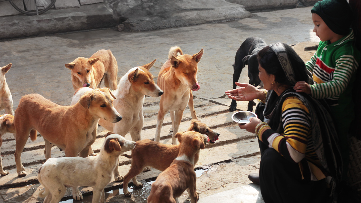 Woman and child feeding street dogs