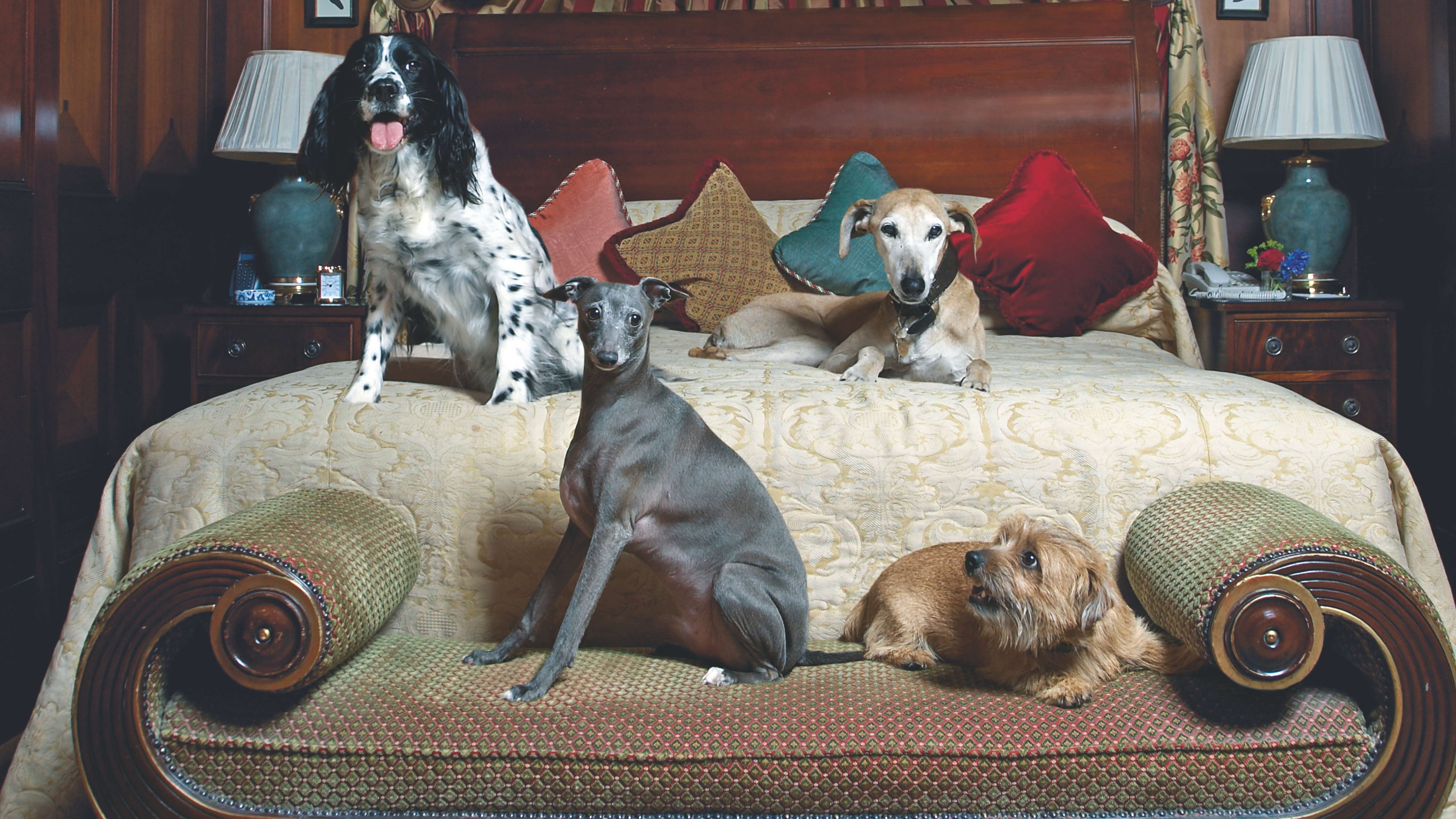 four dogs sitting on a fancy bed in a hotel 