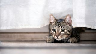 Tabby cat hiding under a white sheet
