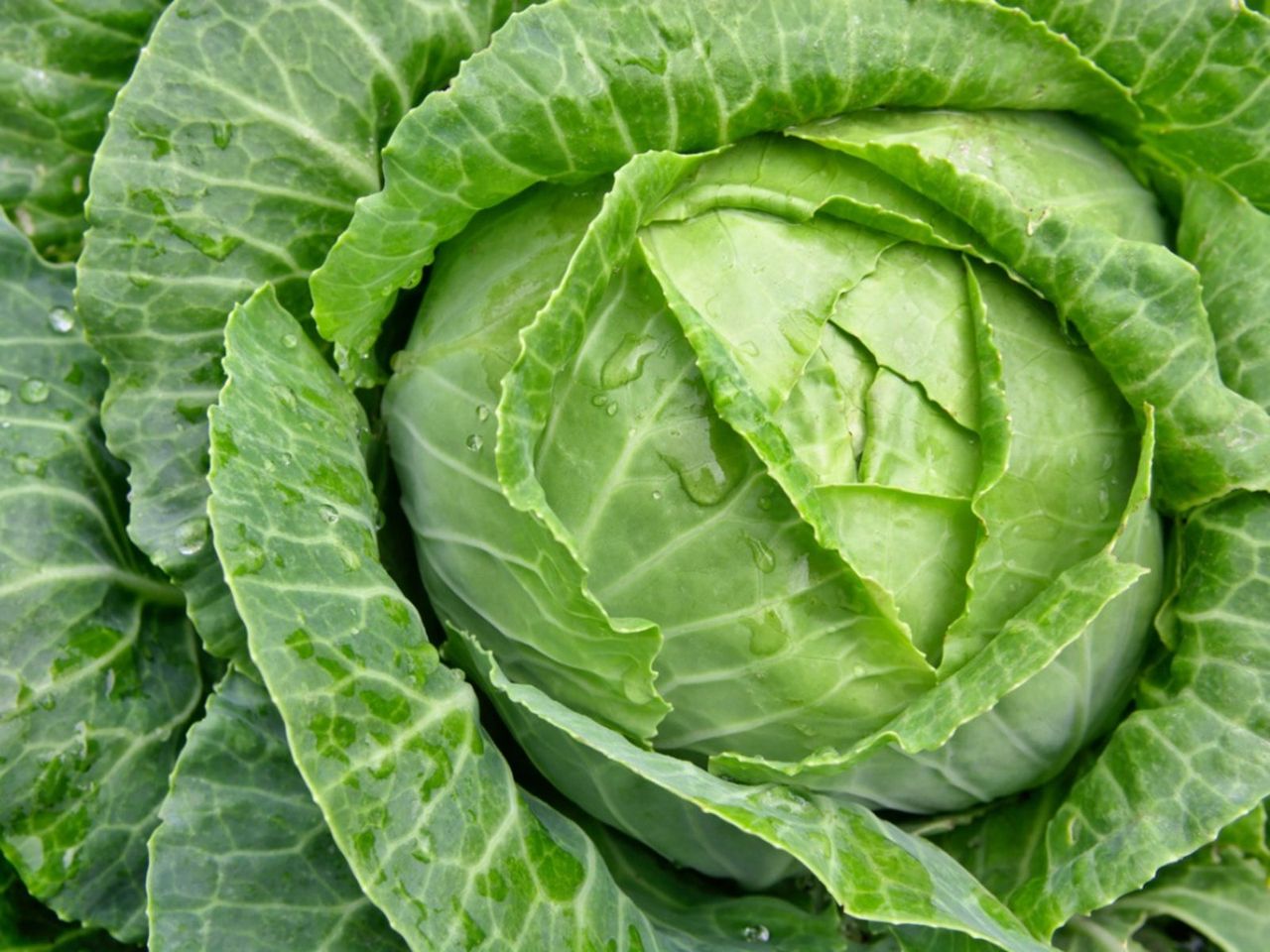 Water Droplets On Cabbage In The Garden