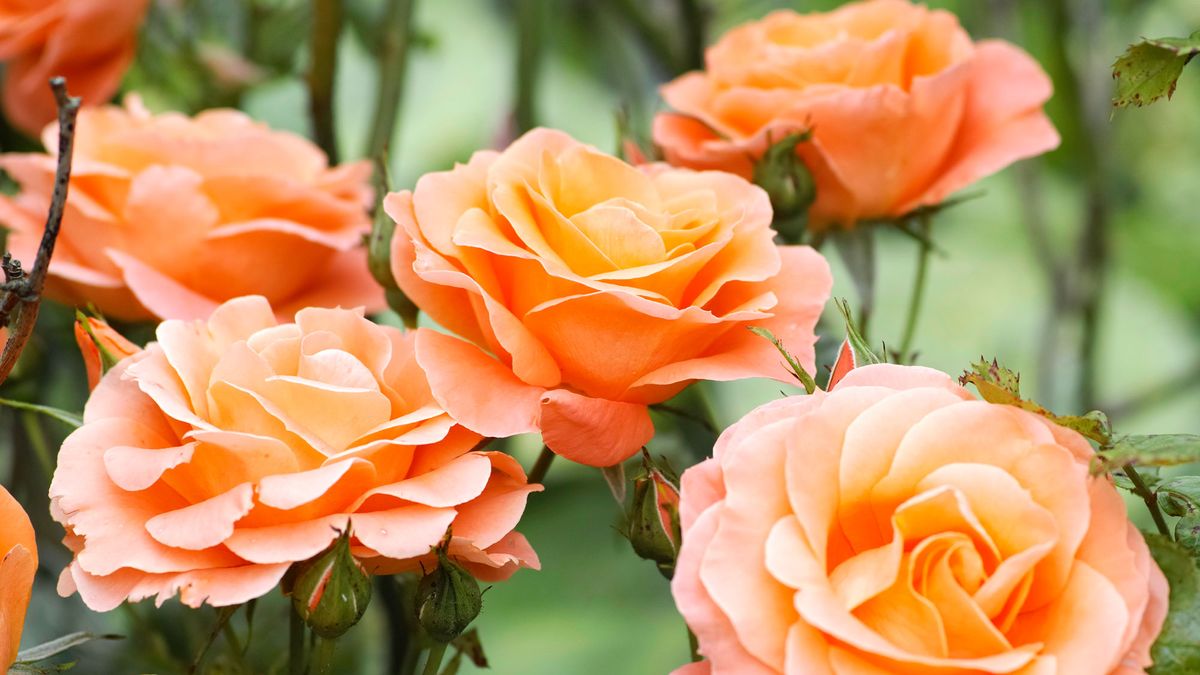 These 7 Gorgeous Thornless Roses Fill Your Yard With Lush Blooms and Dreamy Fragrance – And All Pain Free!