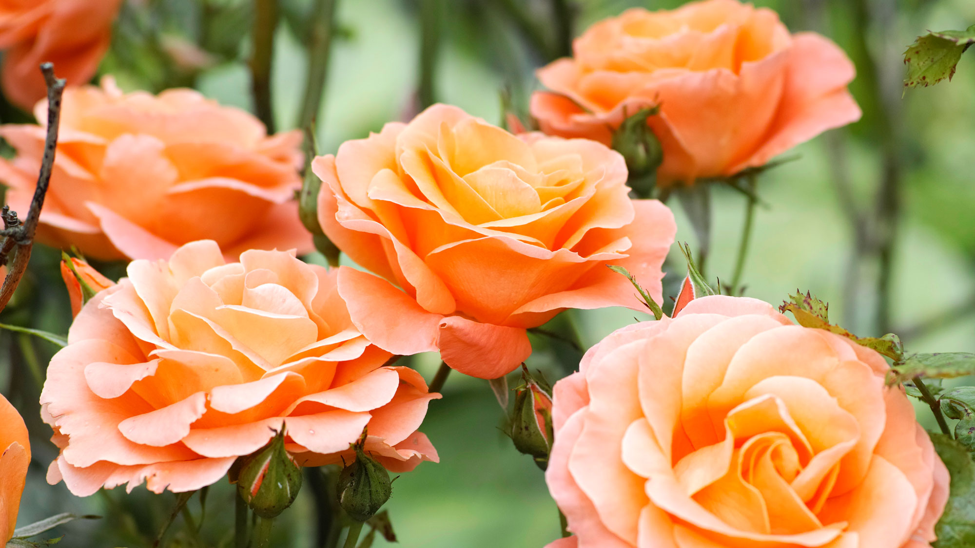 peach rose with large velvety rose blooms
