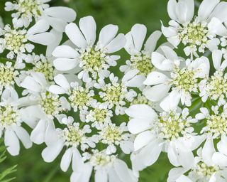 White lace flowers Orlaya grandiflora