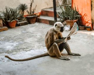 A photo of a monkey reading the paper means the news must be bananas! |  Digital Camera World