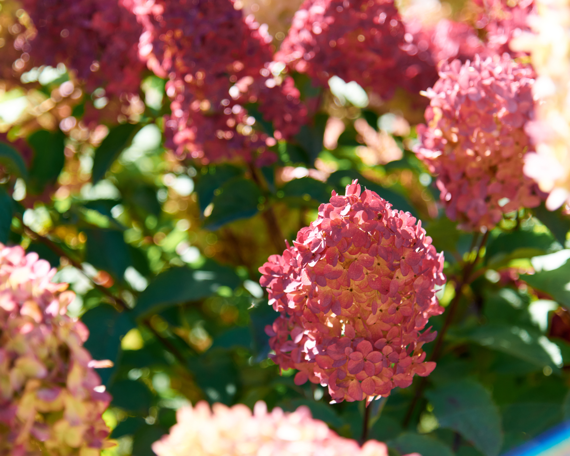 Red panicle hydrangea blooms