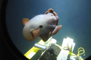 Missions by Alvin and other deep-sea submersibles have allowed scientists to discover new species of deep-dwelling creatures.