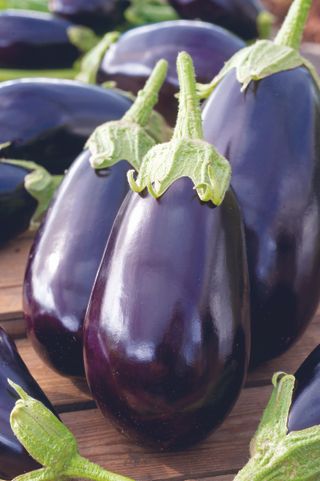 grow your own aubergine: Black Beauty aubergine seeds