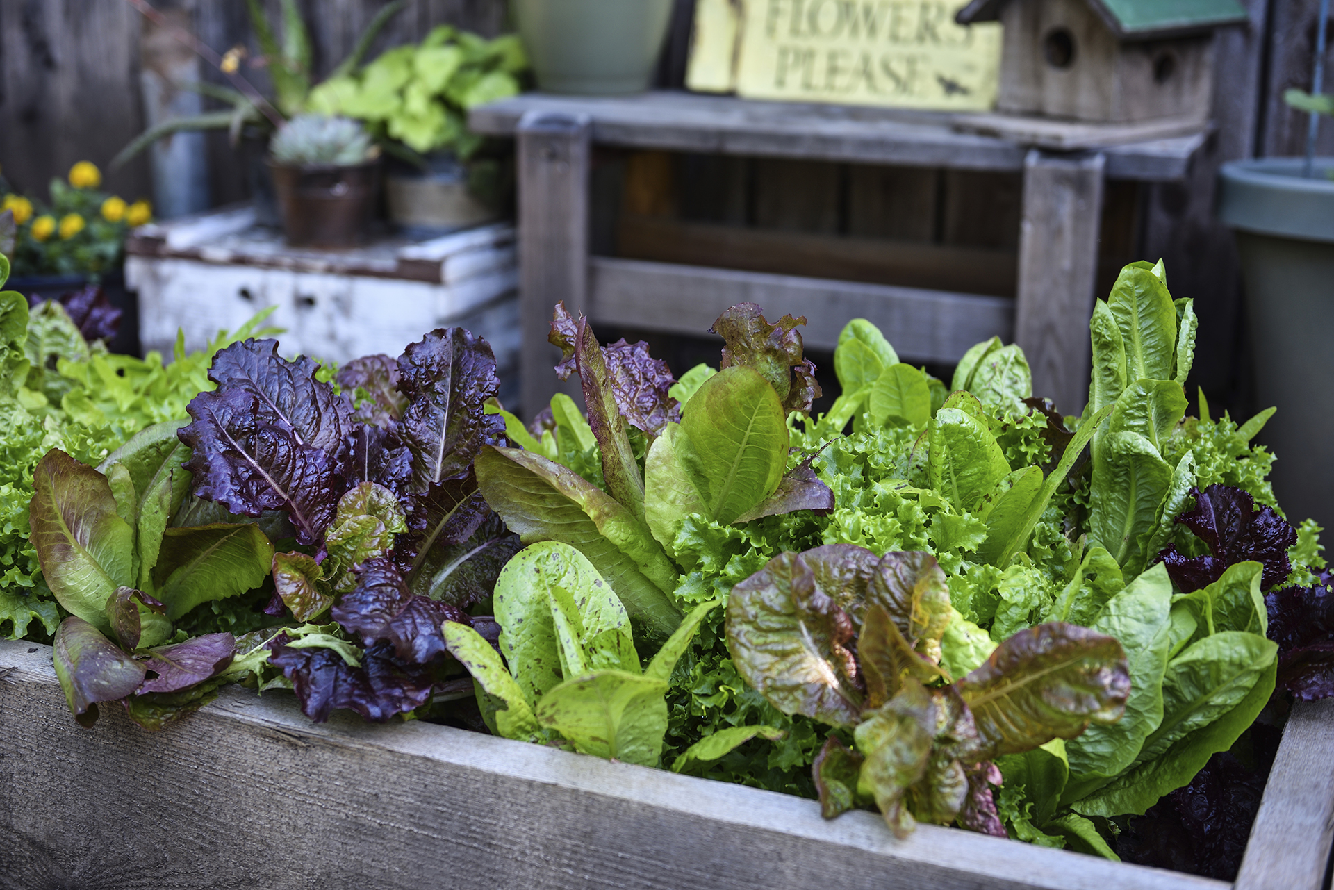 How To Grow Lettuce: Plant And Care For Lettuce Varieties | Homes & Gardens