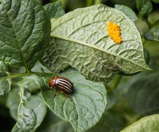 A Colorado potato beetle and a cluster of eggs on the leaves of a potato plant