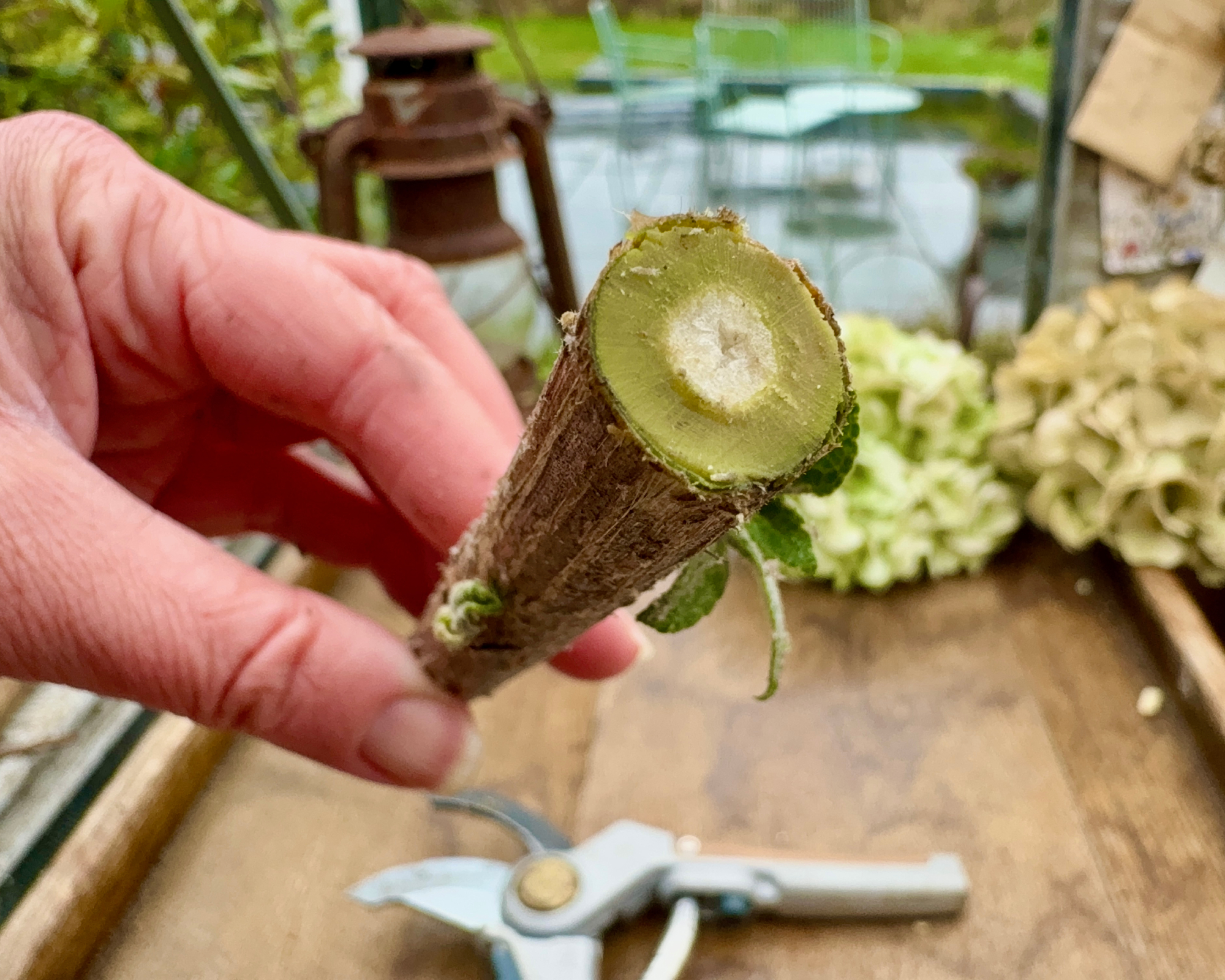buddleja stem pruned with sharp pruners