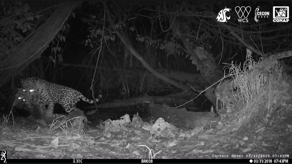 Jaguar kills another predatory cat in never-before-seen footage - Livescience.com