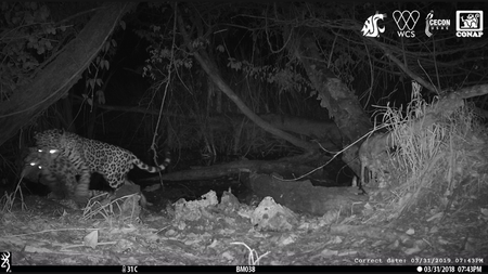 Black and white image shows a jaguar carrying an ocelot by the neck away from a watering hole