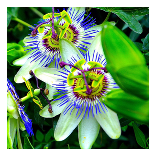 A close-up of two passionflowers